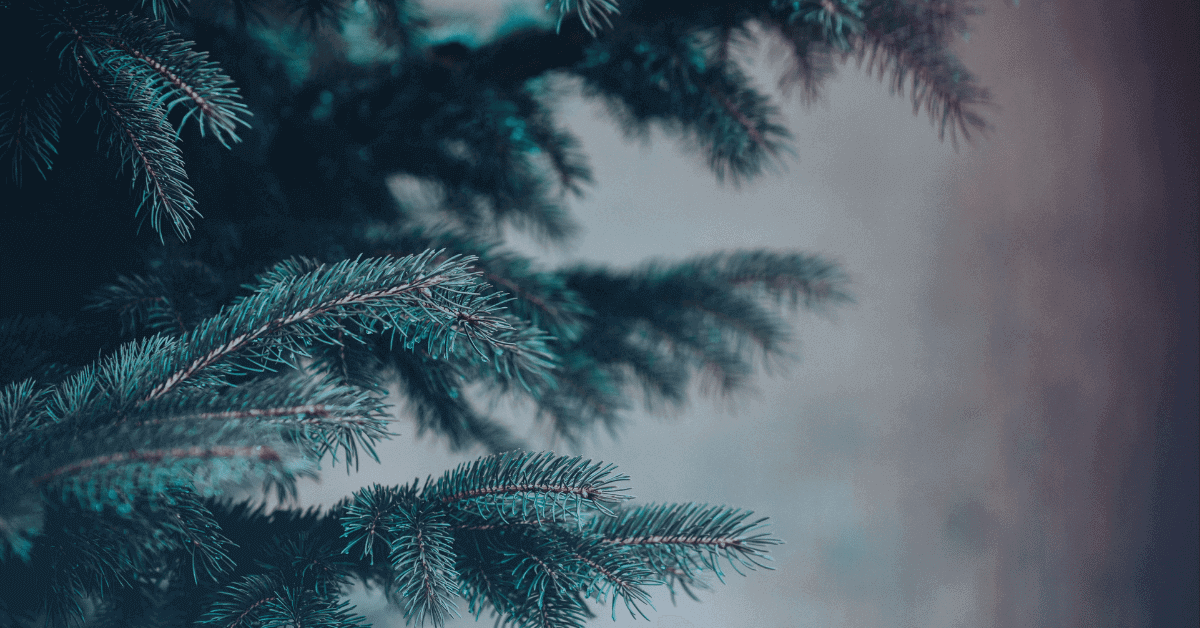 Christmas 2018, canva, featured image